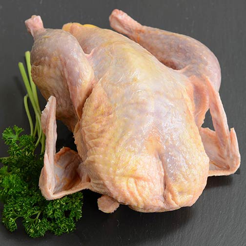 Pheasant (Single)